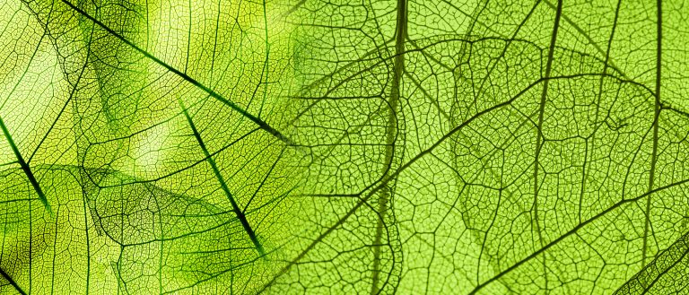 Motivkatalog 25 Blätter