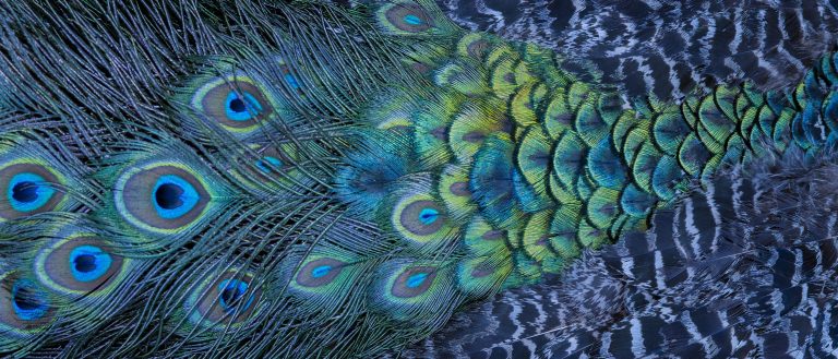 Motivkatalog 66 Pfauenfedern