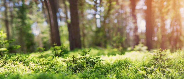 Motivkatalog 20 Waldblick