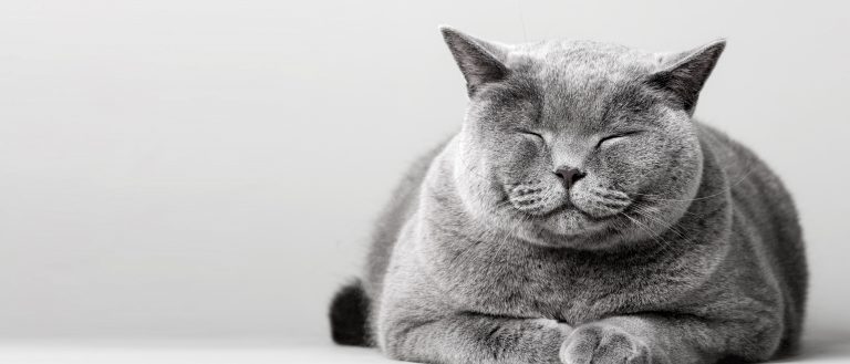 Motivkatalog 19 Schlafende Katze